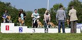 Basenji KSM Muenster 2014 (1104)